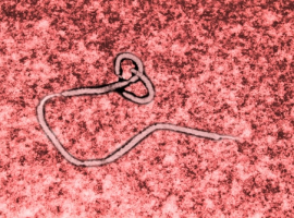 Screenshot_2021-04-13 shutterstock_213889450-1 jpg (immagine JPEG, 500 × 334 pixel)